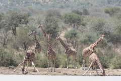 Giraffa camelopardalis reticulata