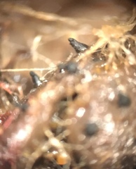 Podospora dakotensis