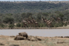 Giraffa camelopardalis reticulata