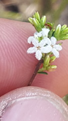 Leucopogon microphyllus