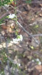 Leucopogon microphyllus