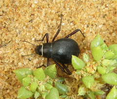 Onymacris unguicularis