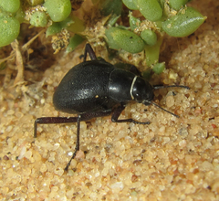Onymacris unguicularis