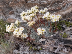 Saxifraga valdensis