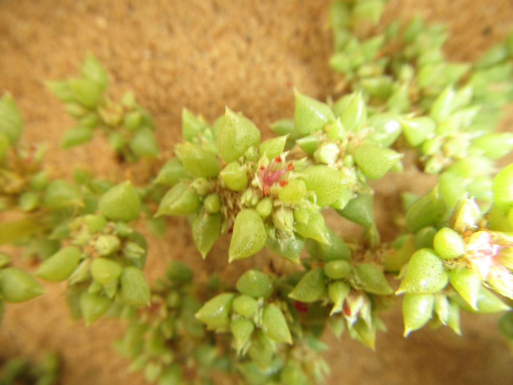 Trianthema hereroense (Trianthema hereroense)