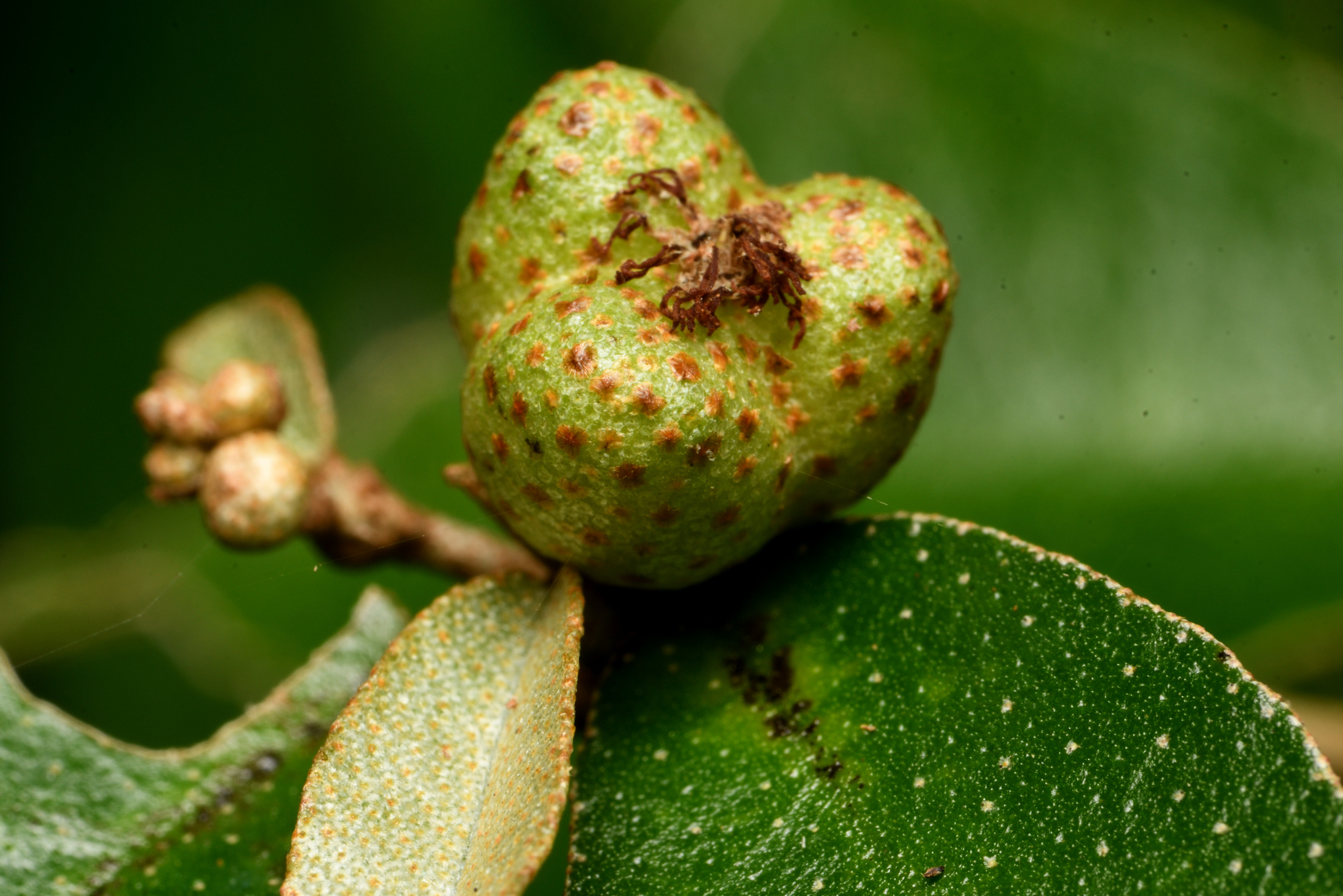 Croton cascarilloides