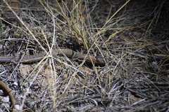 Pygopus schraderi