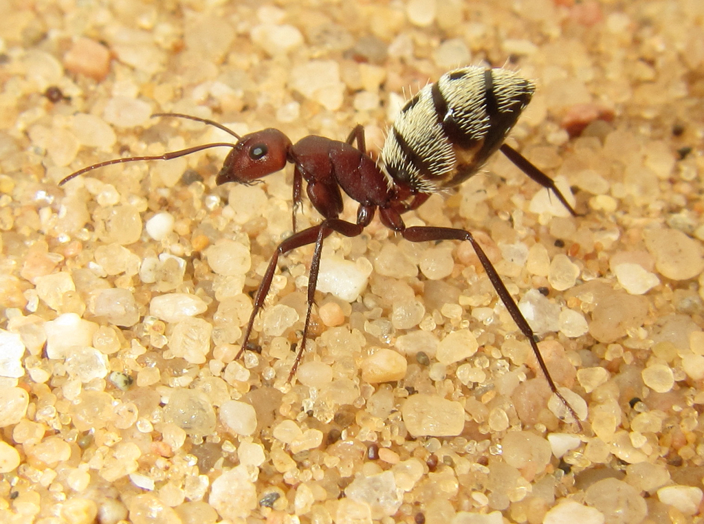 Namib Desert Dune Ant