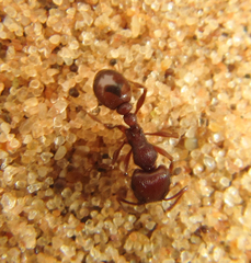 Tetramorium setuliferum