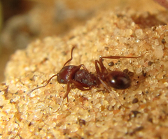 Tetramorium setuliferum