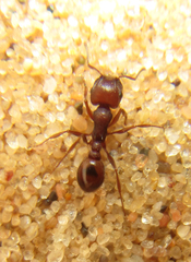 Tetramorium setuliferum