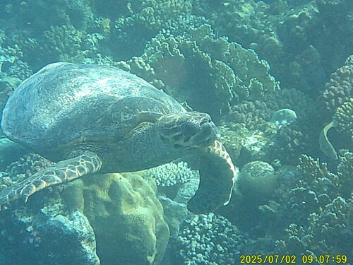 Hawksbill Sea Turtle — seen at this dive site