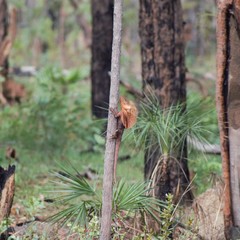 Chlamydosaurus kingii