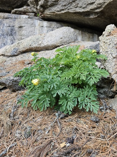 Noble Corydalis (Corydalis nobilis)