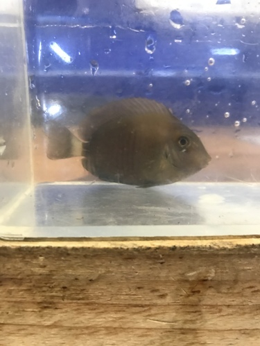 Photo of Doctorfish (Acanthurus chirurgus)