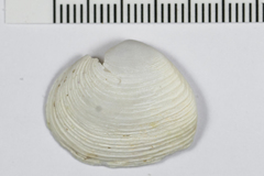Cumingia californica