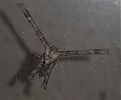 Phazaca interrupta