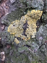 Xanthoria parietina