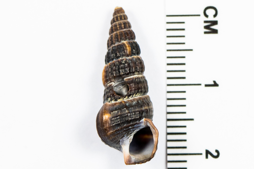 California Horn Snail