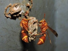 Ropalidia marginata marginata