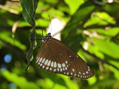 Euploea klugii