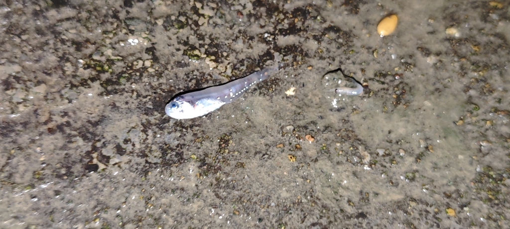 Skinnycheek Lanternfish