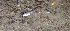 Skinnycheek Lanternfish photo 1