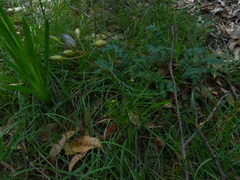 Cheiranthera alternifolia