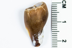Atrimitra idae