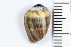Melampus olivaceus