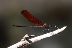 Euphaea lara