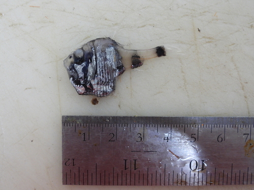Argyropelecus hemigymnus observed 2025-07-05