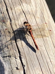 Sympetrum striolatum