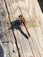 Sympetrum striolatum
