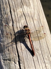 Sympetrum striolatum