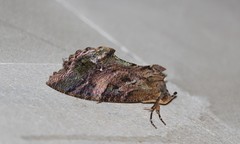 Eudocima srivijayana