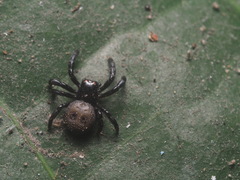 Stiphropus