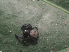 Stiphropus