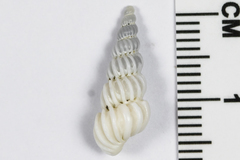 Epitonium indianorum