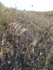 Bromus squarrosus