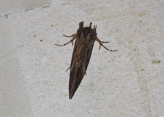 Eudocima srivijayana