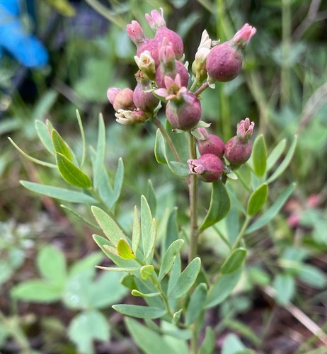 bastard toadflax