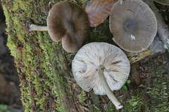Pluteus oreibatus