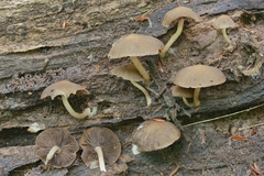 Psathyrella carinthiaca