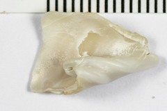 Cancellaria cooperii