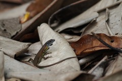 Trachylepis albilabris