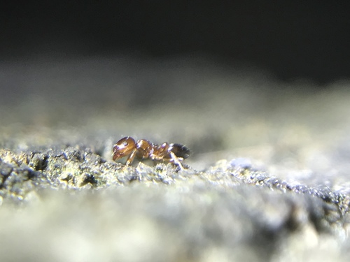 Pine Tree Acrobat Ant photo 2