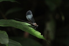 Sapho bicolor