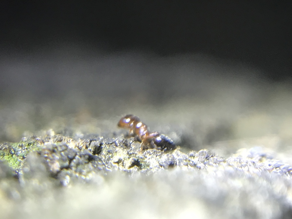Pine Tree Acrobat Ant