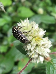 Oxythyrea
